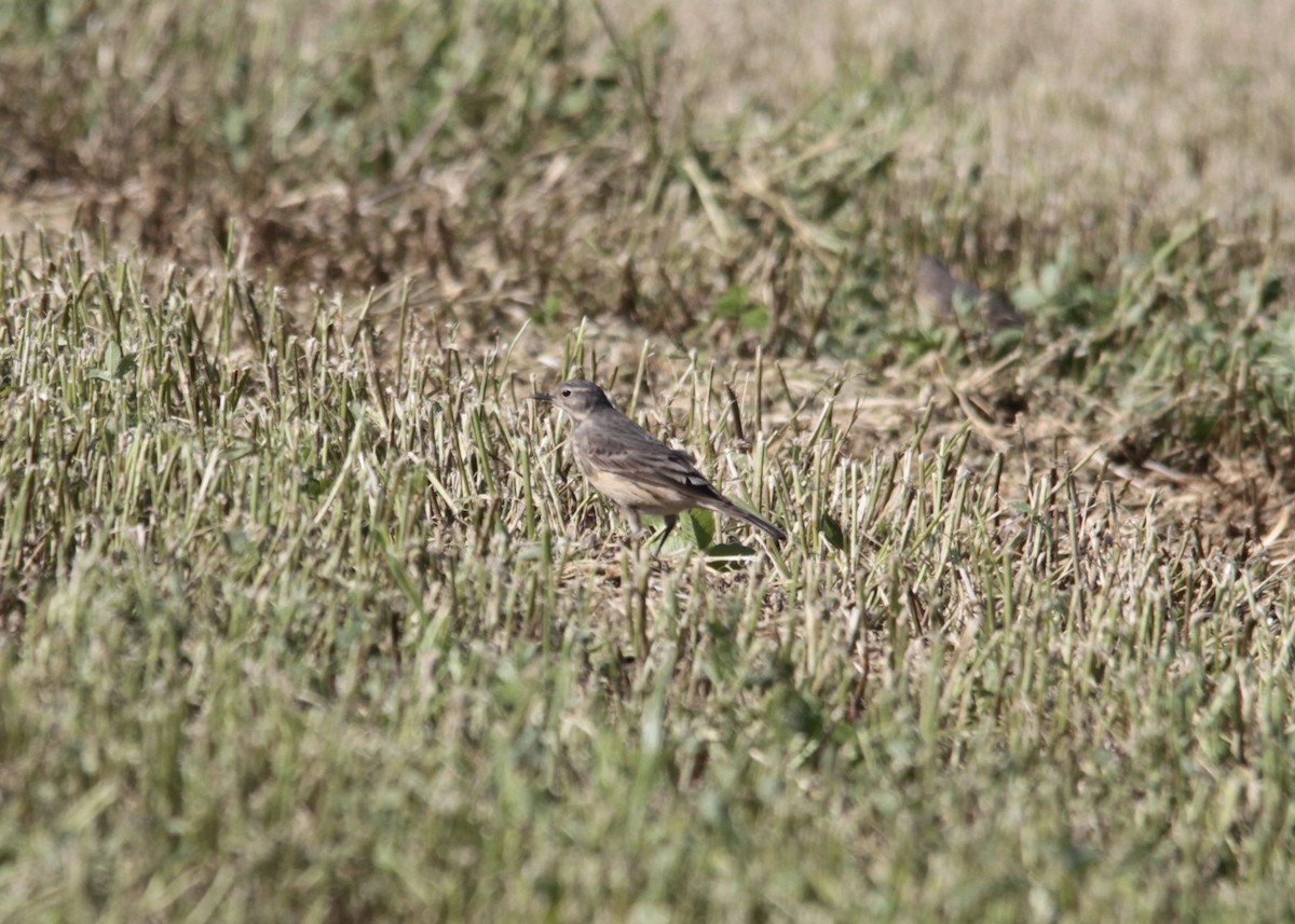 American Pipit - Dave Skinner