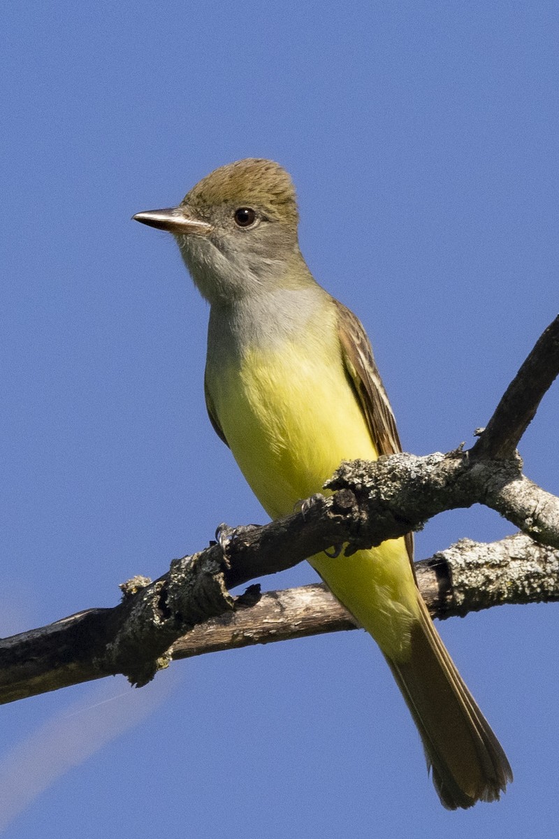 Great Crested Flycatcher - Ed kendall