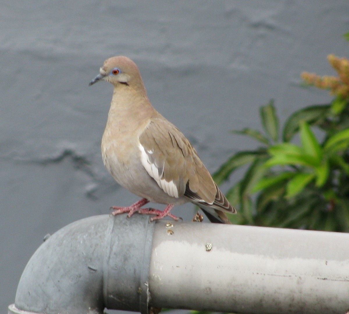 White-winged Dove - Alexander "Sasha" Keyel