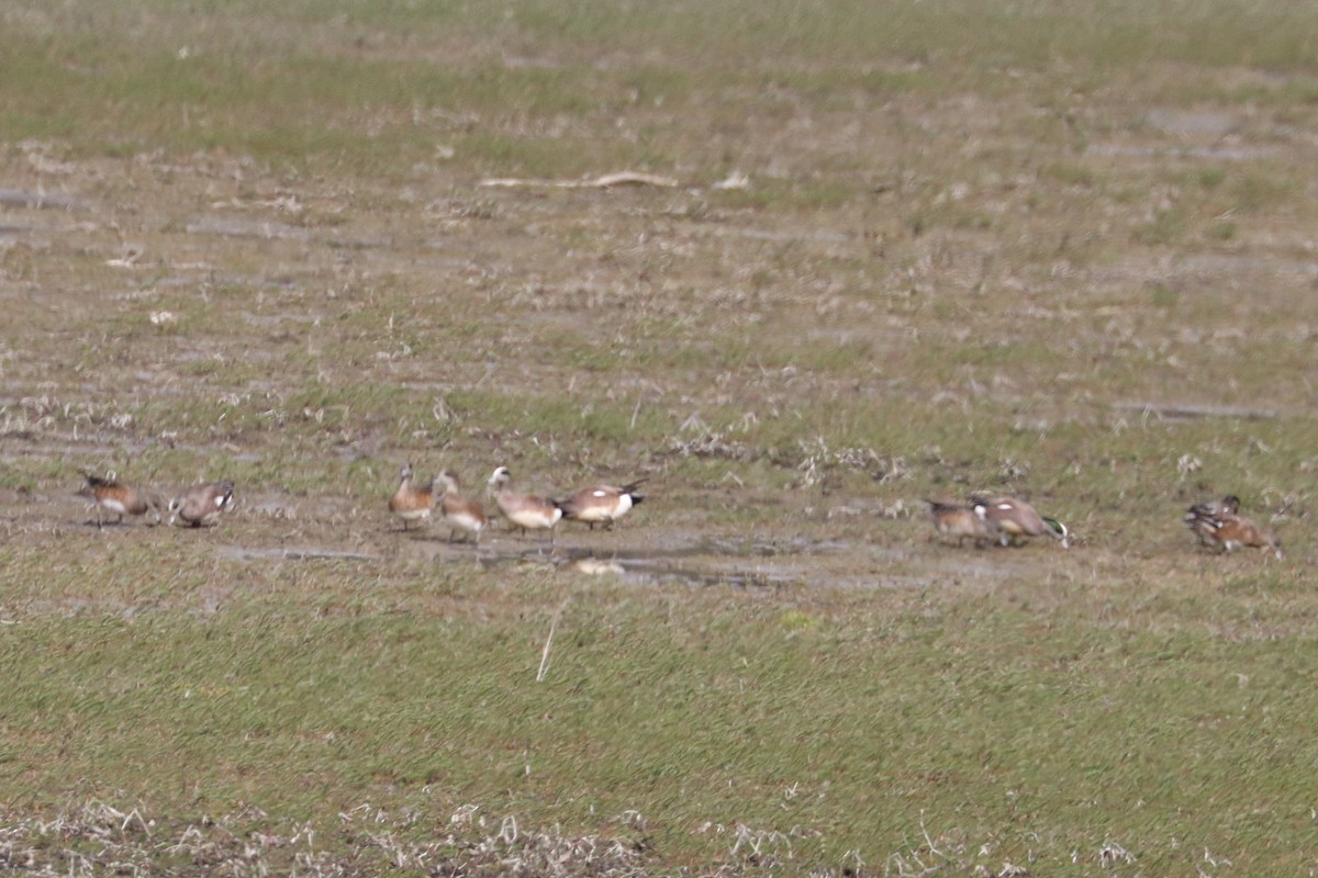 American Wigeon - Sarah von Innerebner