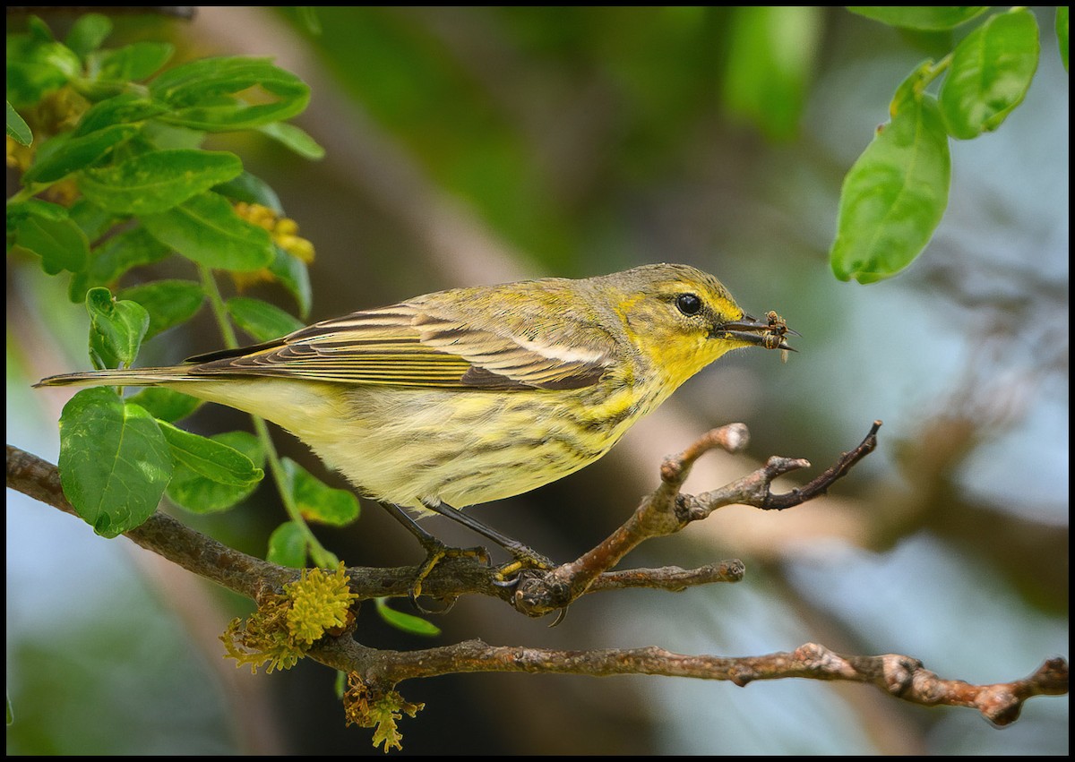 Cape May Warbler - Jim Emery