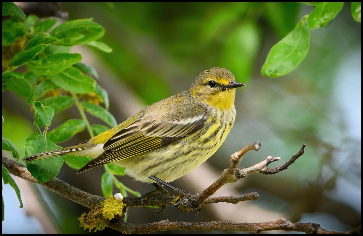 Cape May Warbler - Jim Emery