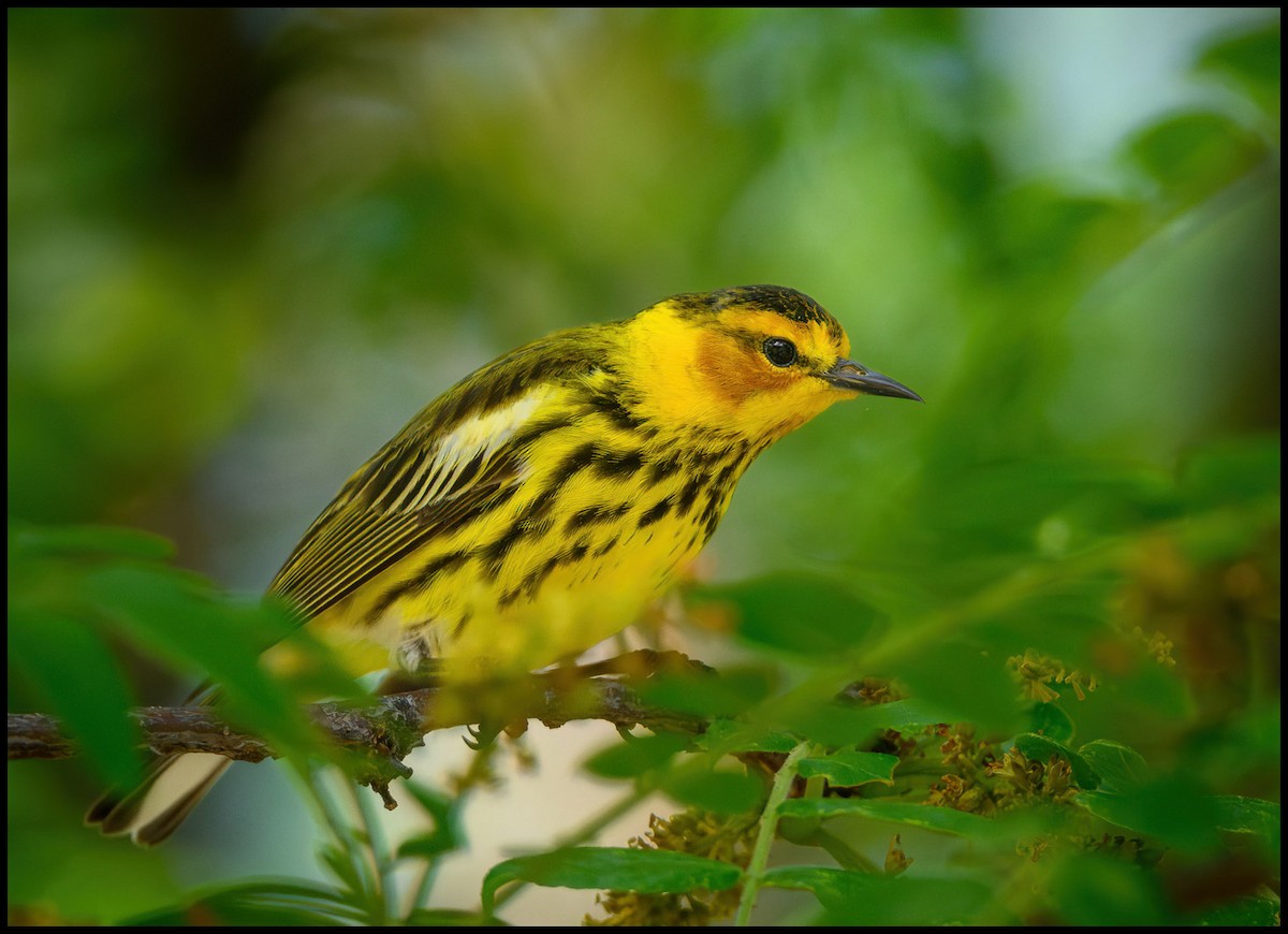 Cape May Warbler - Jim Emery