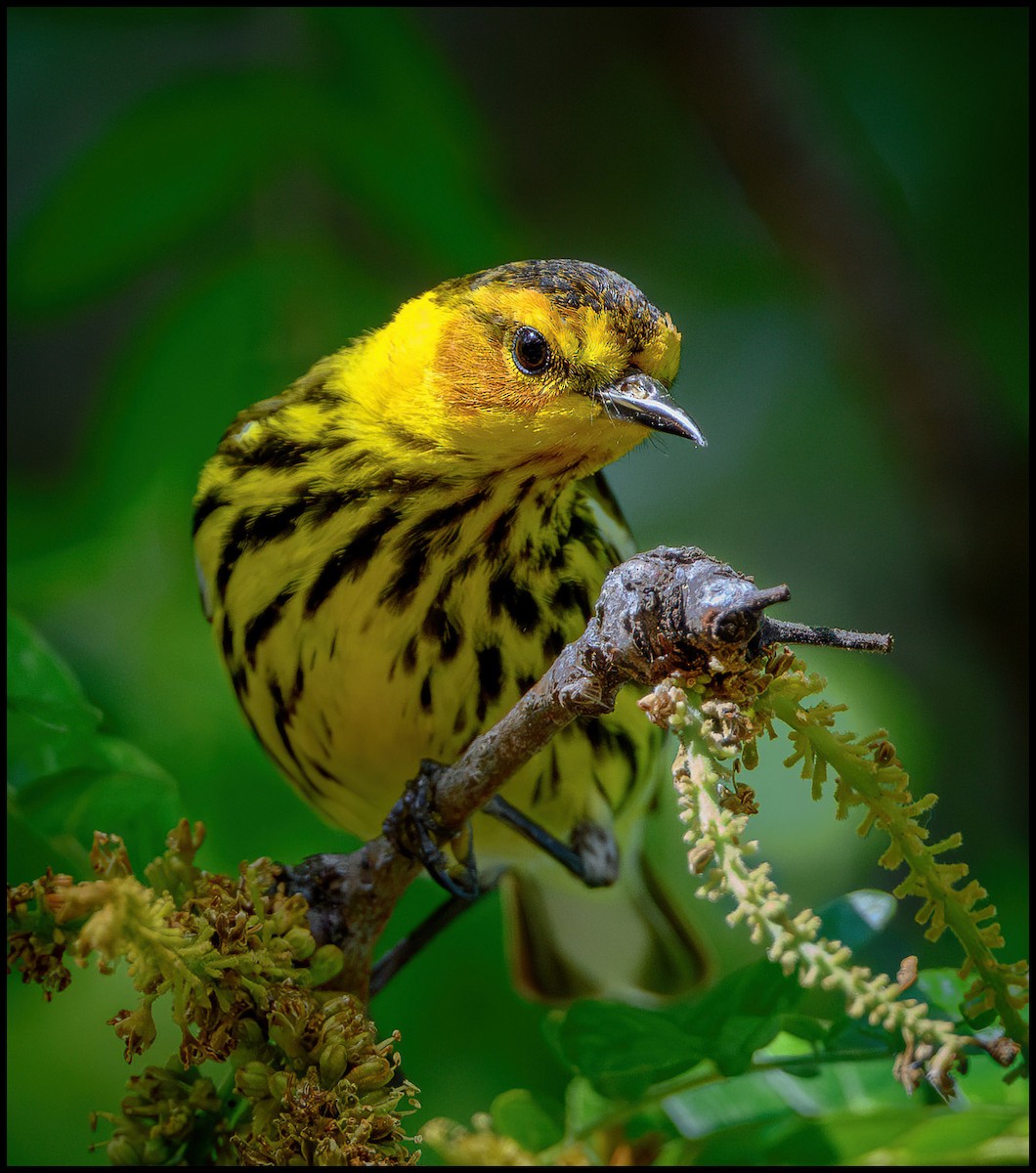 Cape May Warbler - Jim Emery