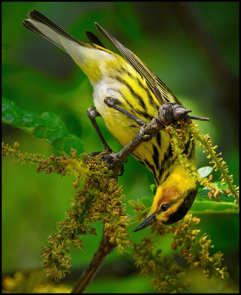 Cape May Warbler - Jim Emery