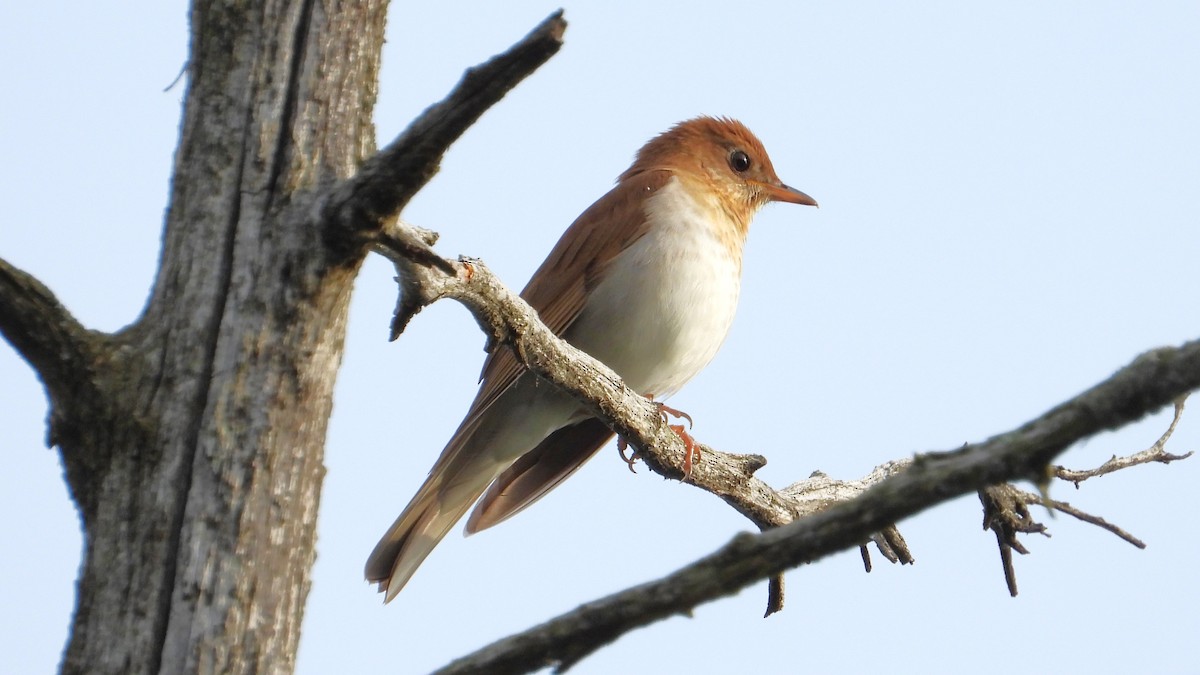 Veery - ML619567253