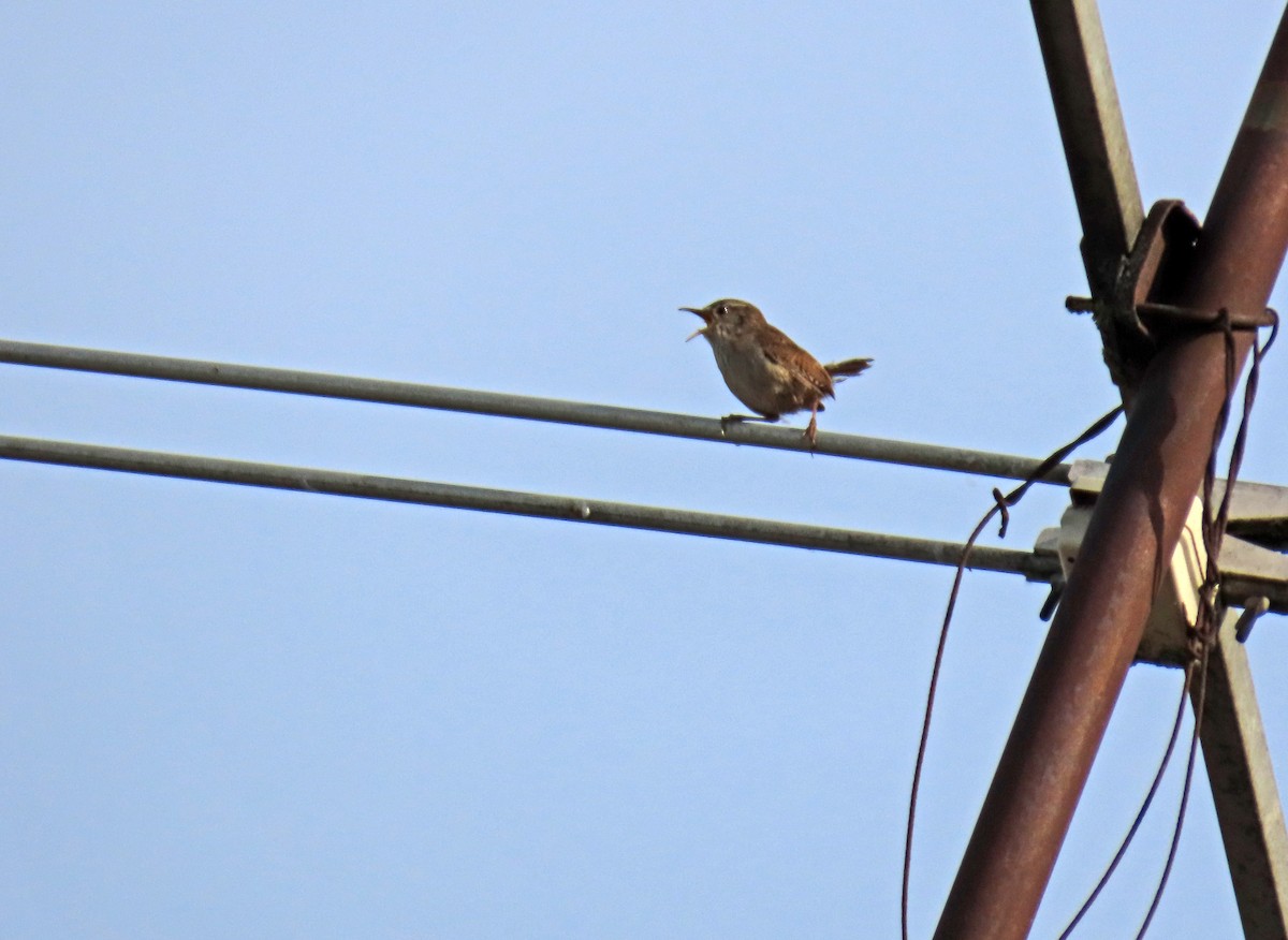 Eurasian Wren - Francisco Javier Calvo lesmes