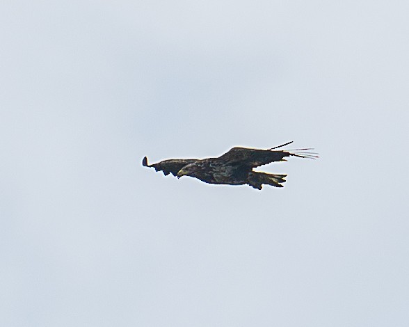 Bald Eagle - Martin Tremblay