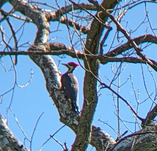 Pileated Woodpecker - Dan Michler
