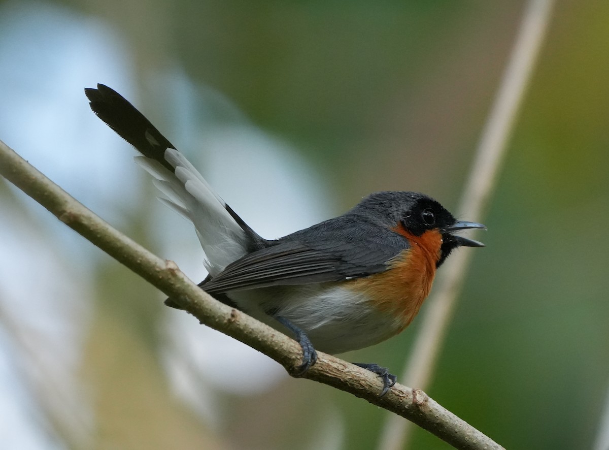 Spectacled Monarch - Sandy Gayasih