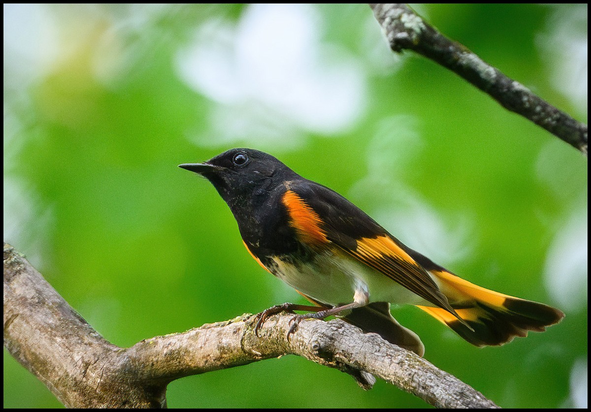 American Redstart - Jim Emery