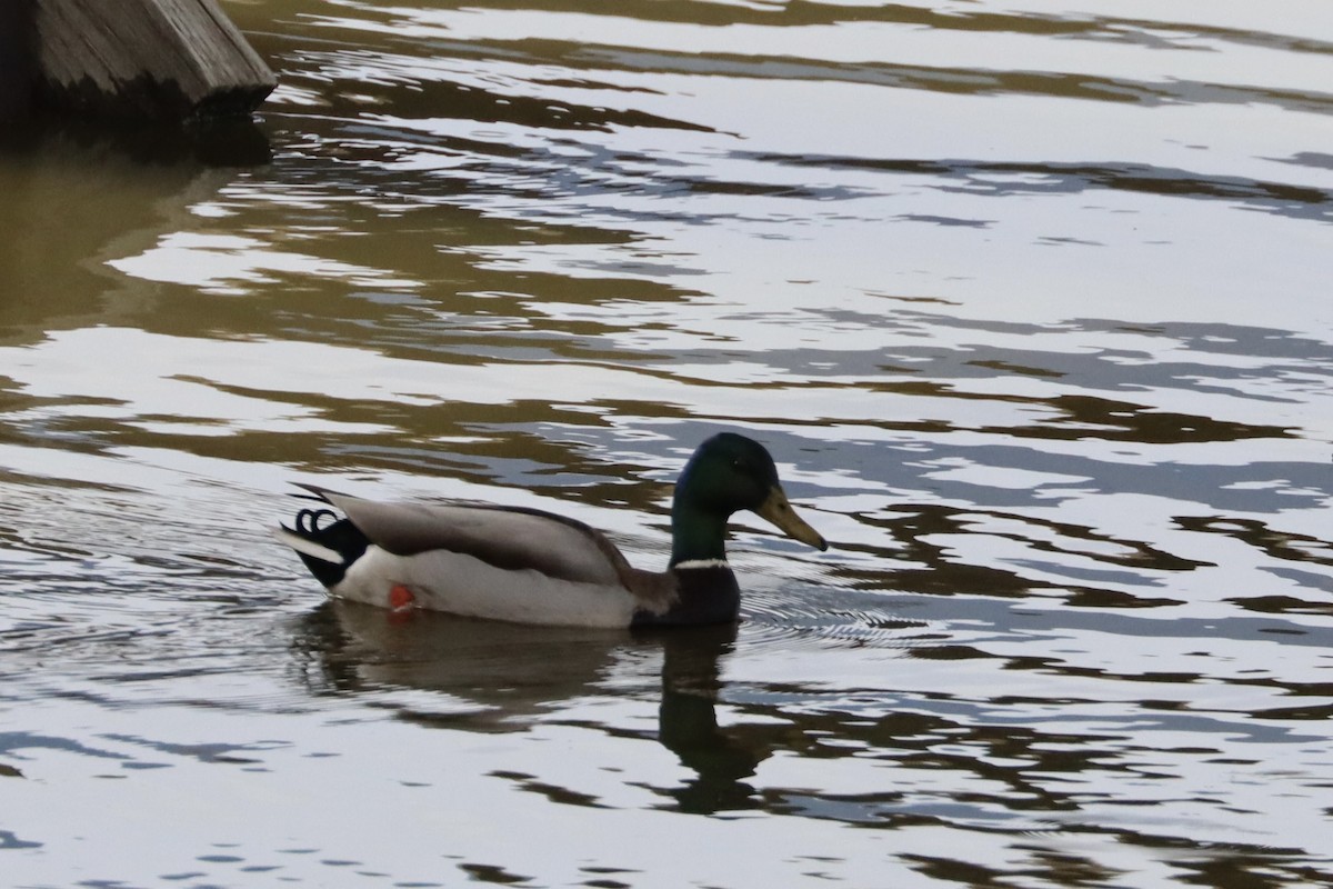 Mallard - Sarah von Innerebner