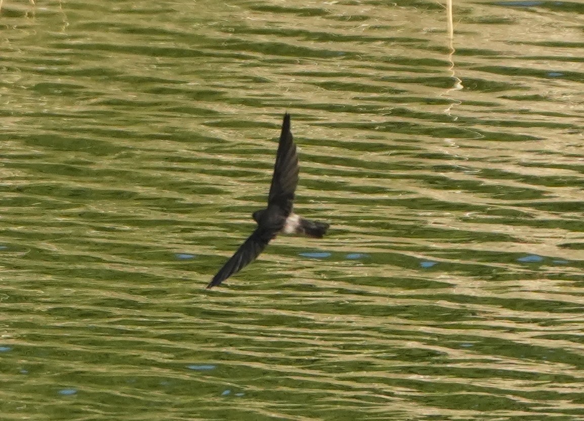 Drab Swiftlet - Sandy Gayasih