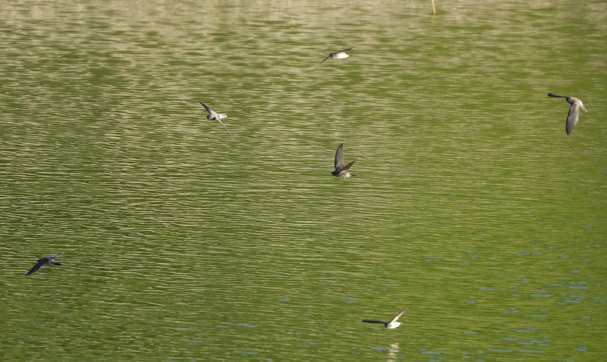 Drab Swiftlet - Sandy Gayasih