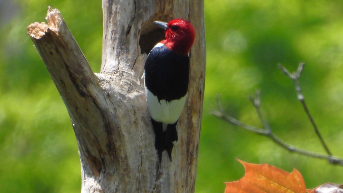 Red-headed Woodpecker - Dan J. MacNeal
