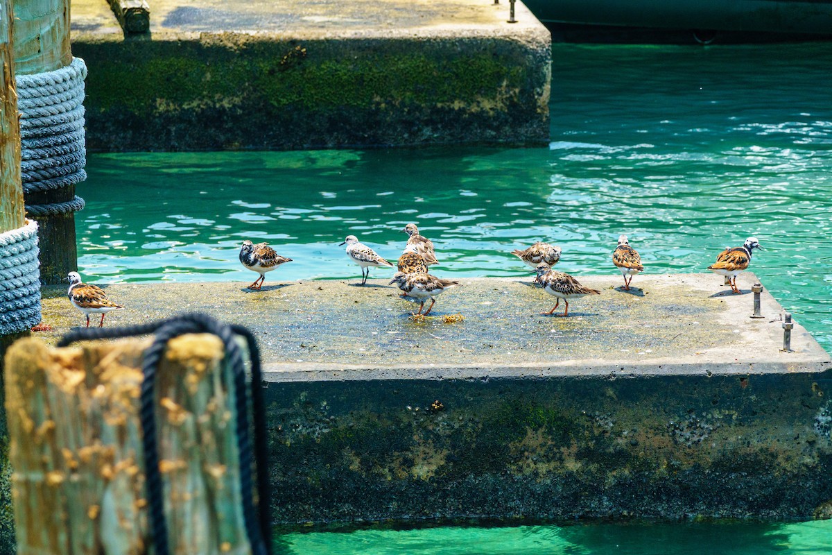 Ruddy Turnstone - ML619567291