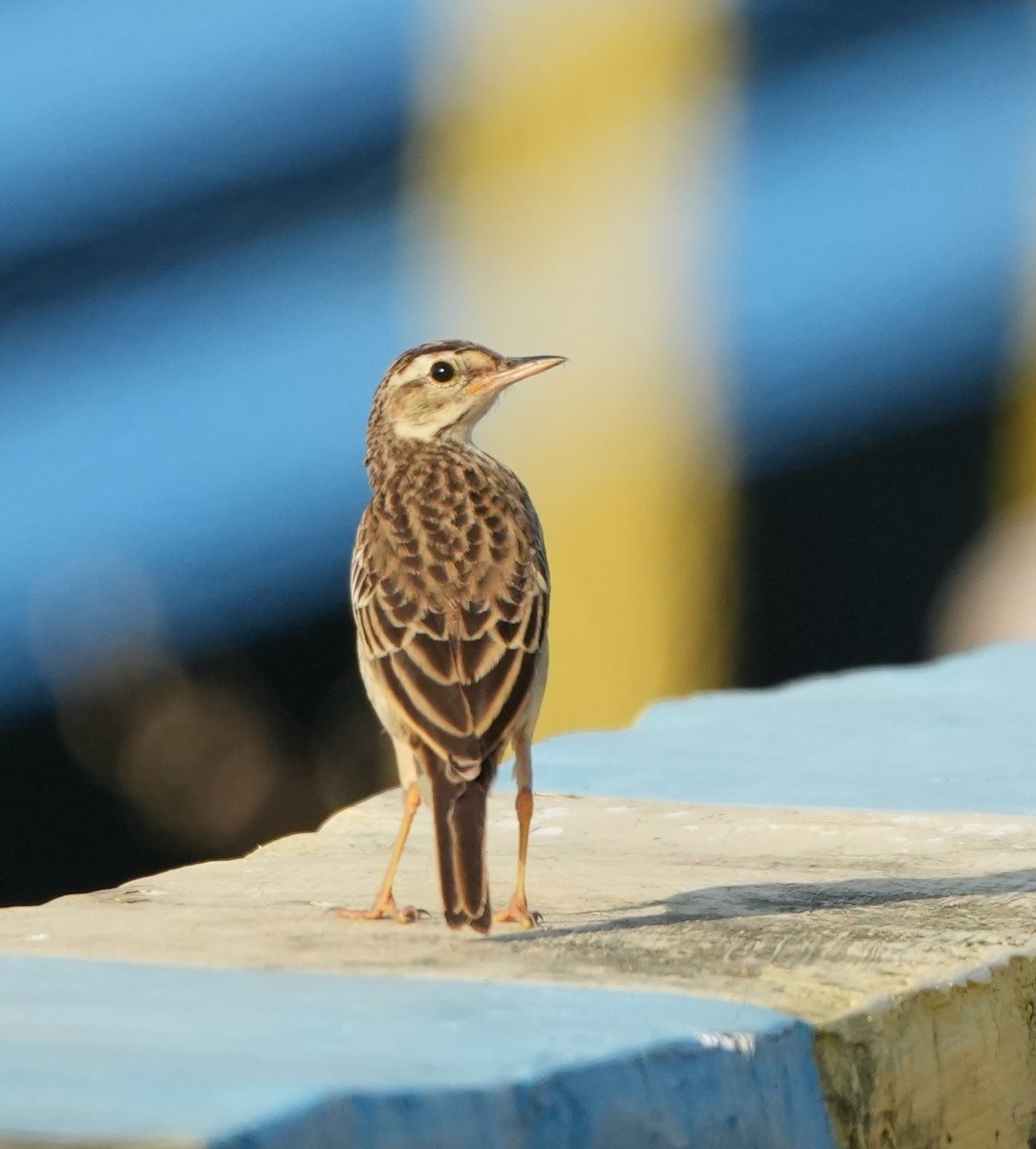 Paddyfield Pipit - Sandy Gayasih