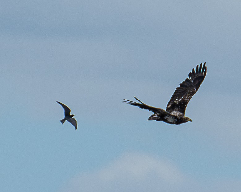 Bald Eagle - Martin Tremblay