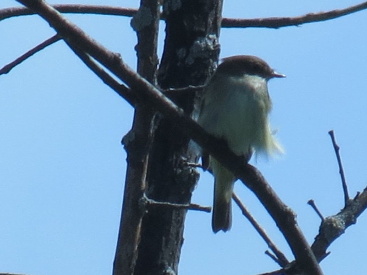 Alder Flycatcher - Cedric Wright