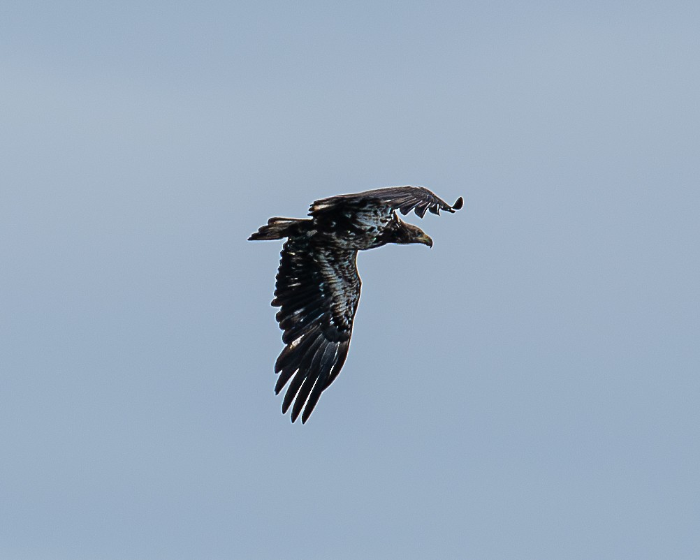 Bald Eagle - Martin Tremblay