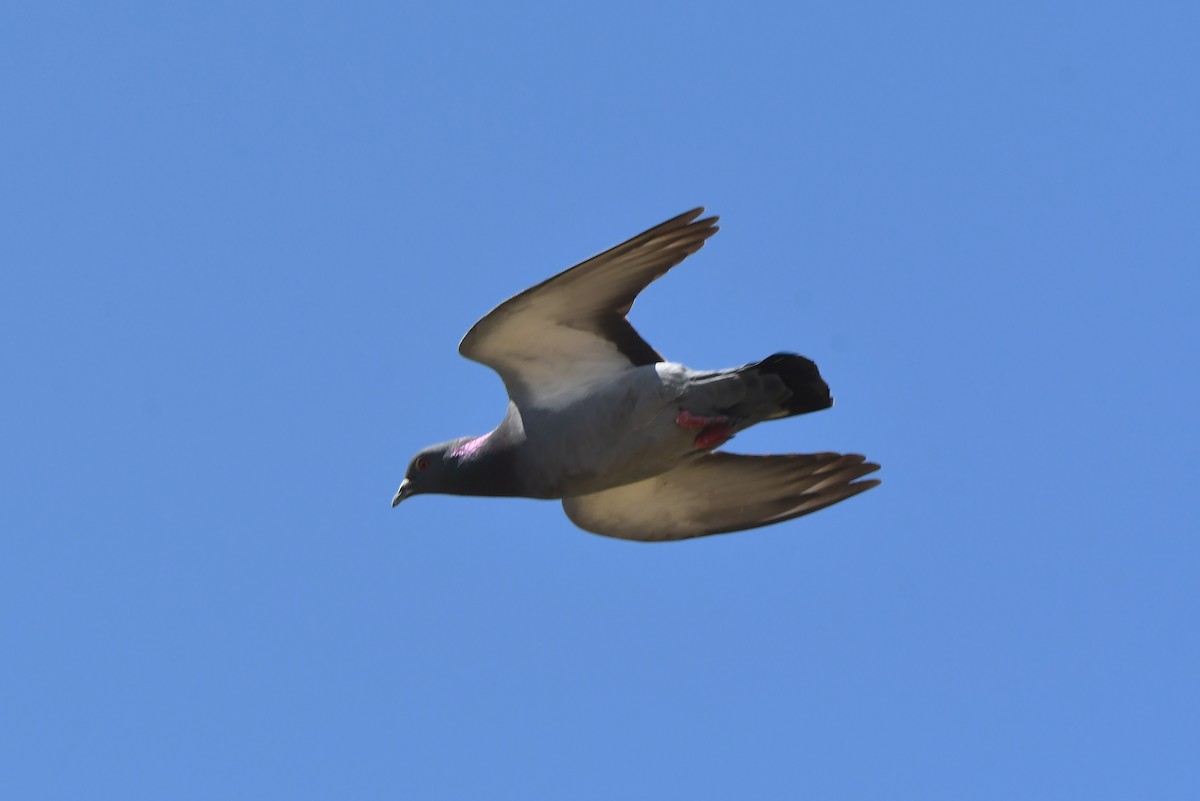 Rock Pigeon (Feral Pigeon) - Mário Estevens