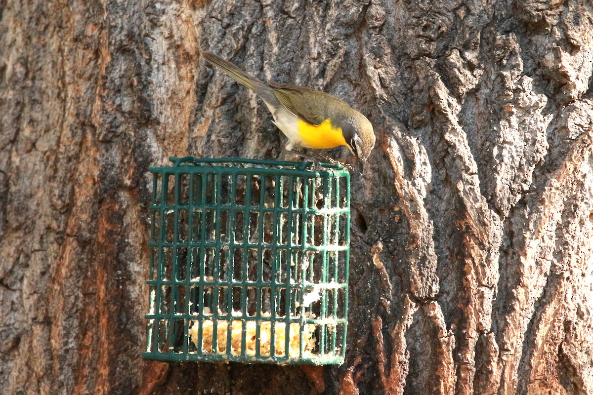 Yellow-breasted Chat - Jesse Pline