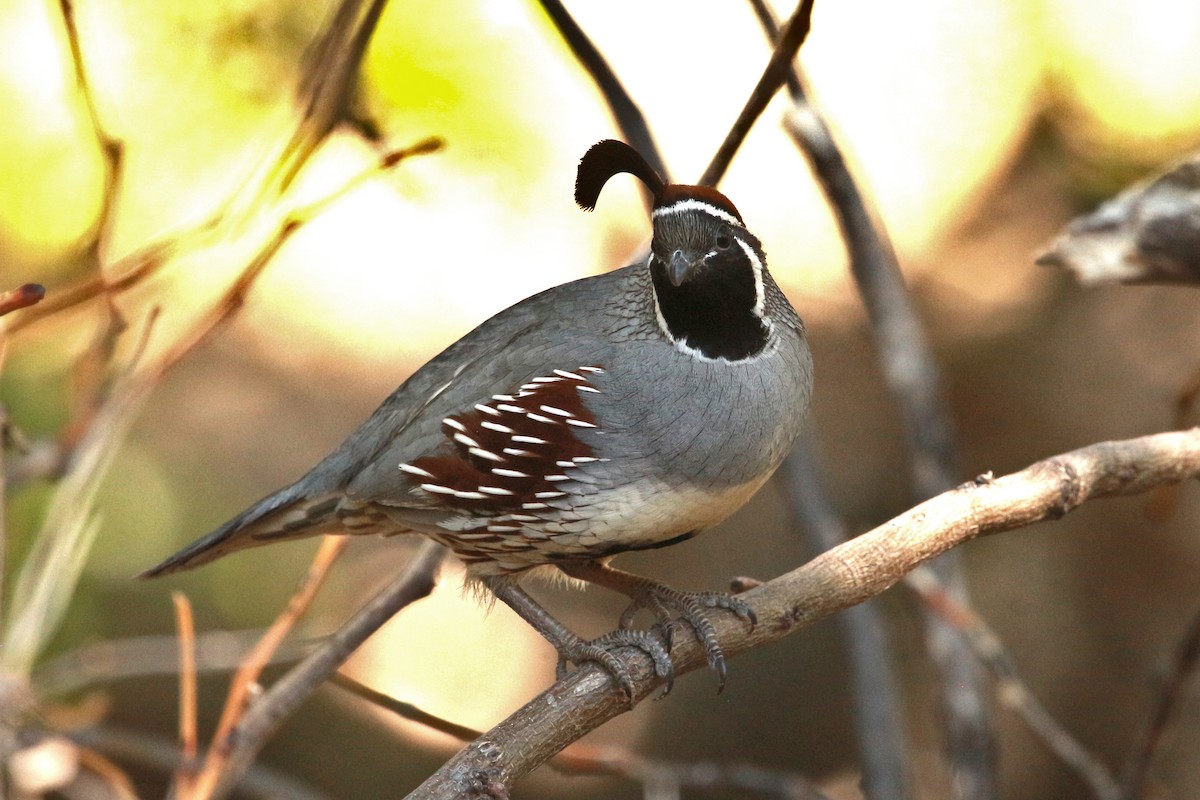 Gambel's Quail - Jesse Pline