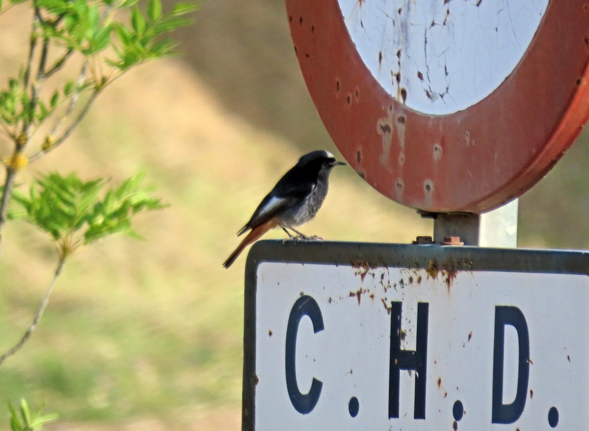 Black Redstart - Francisco Javier Calvo lesmes