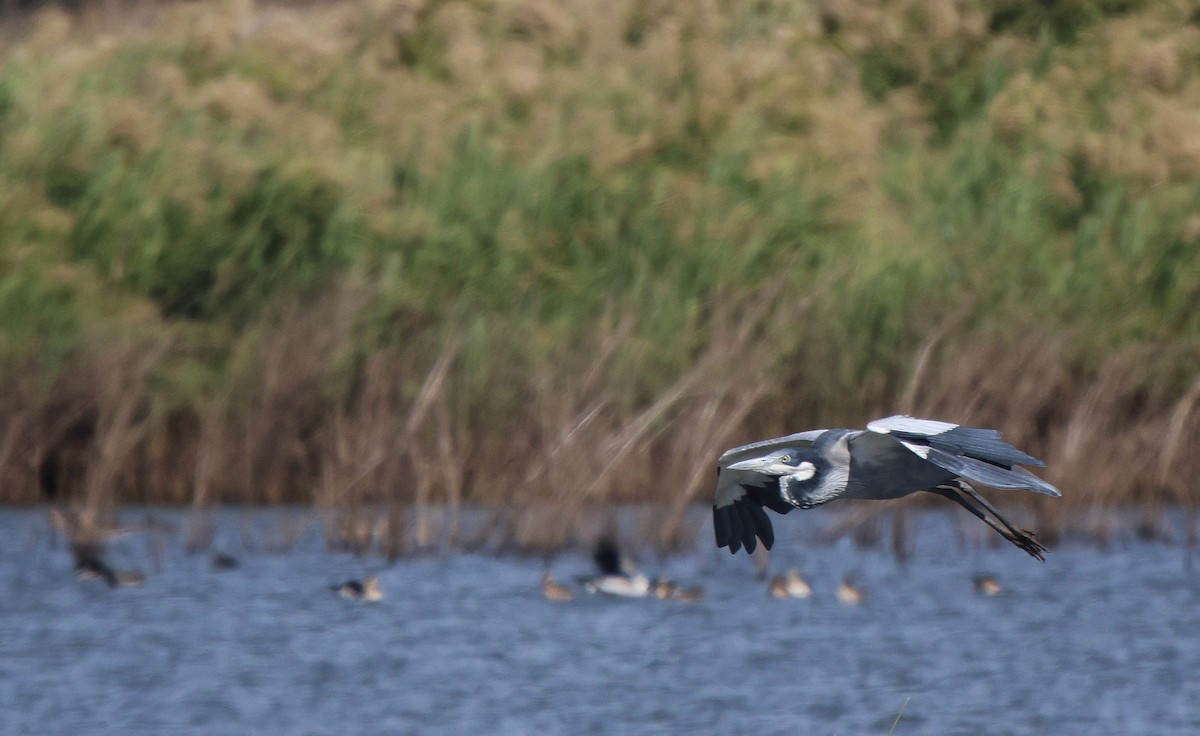 Black-headed Heron - ML619567320