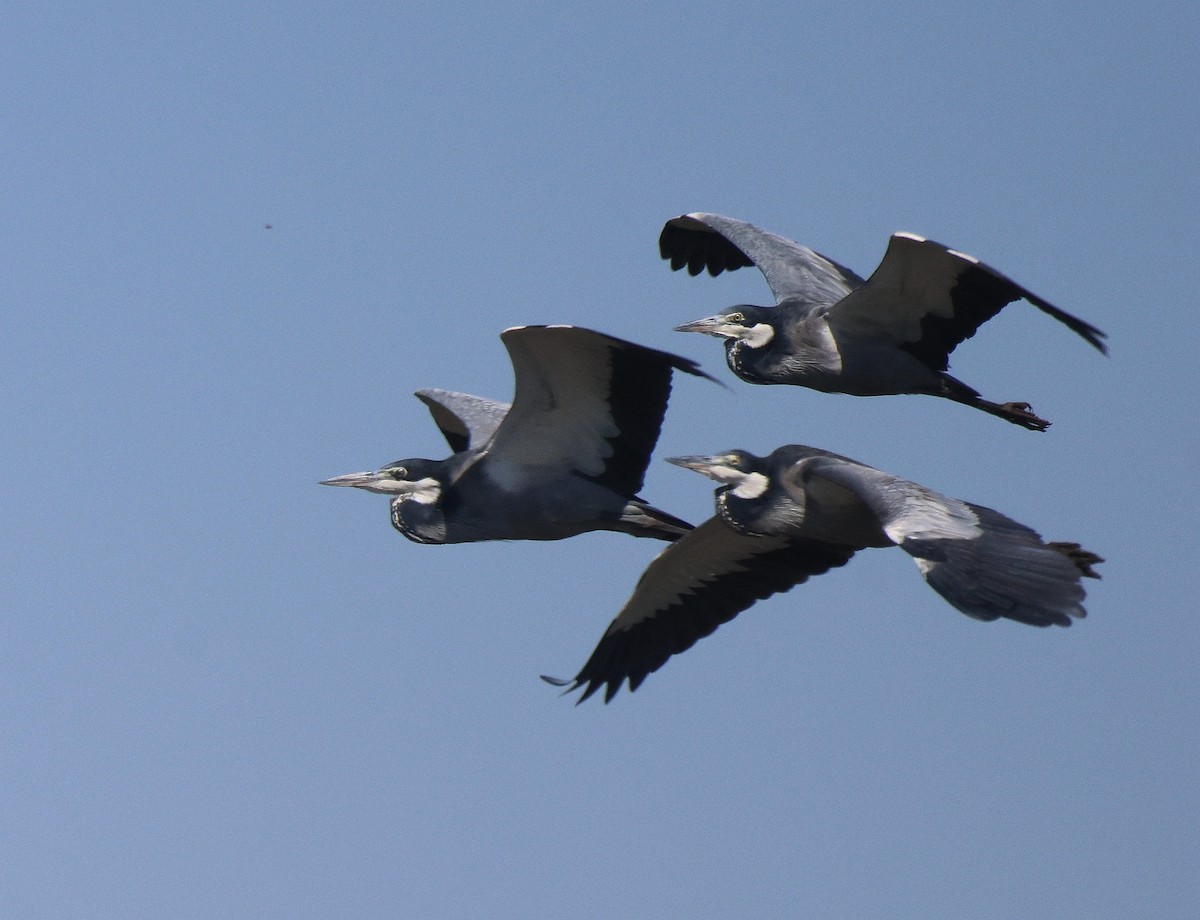 Black-headed Heron - ML619567323