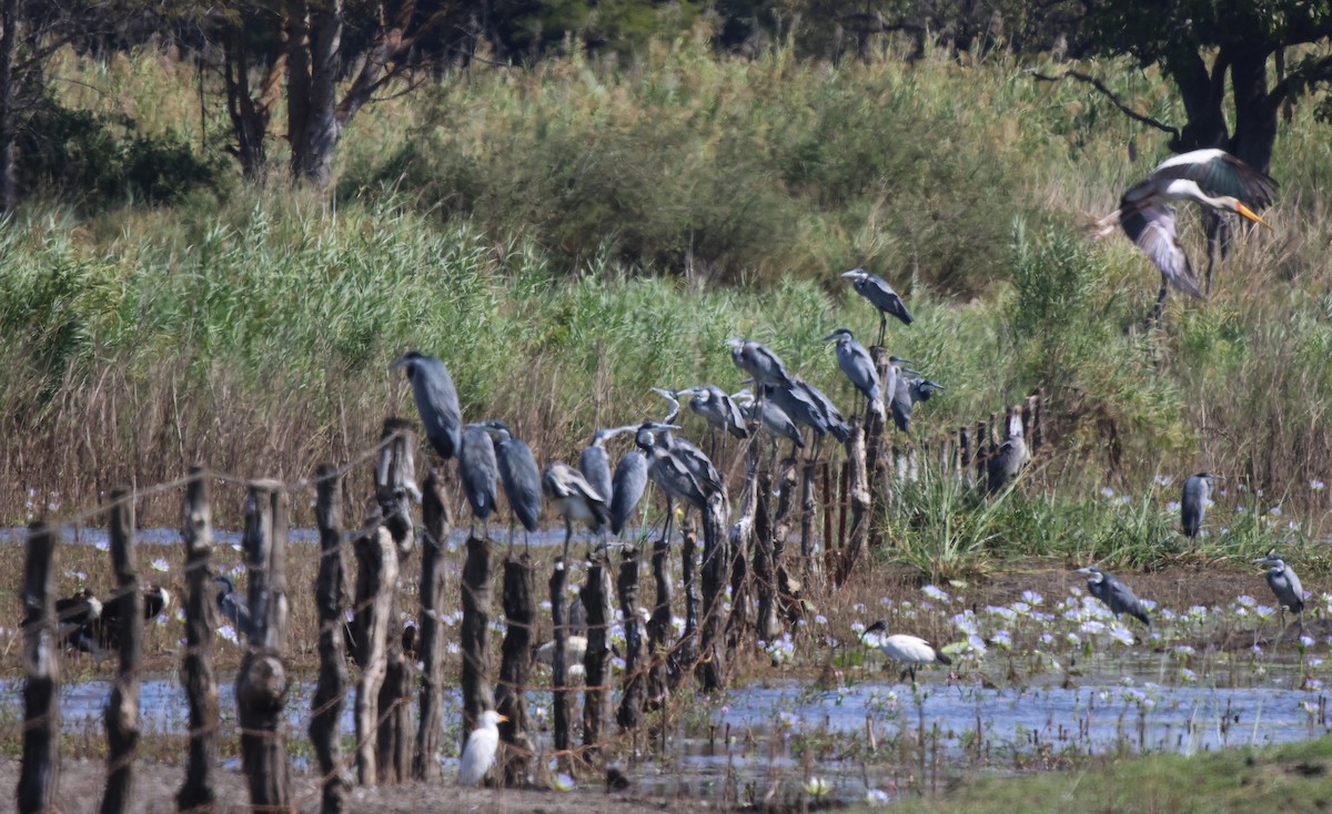 Black-headed Heron - ML619567324
