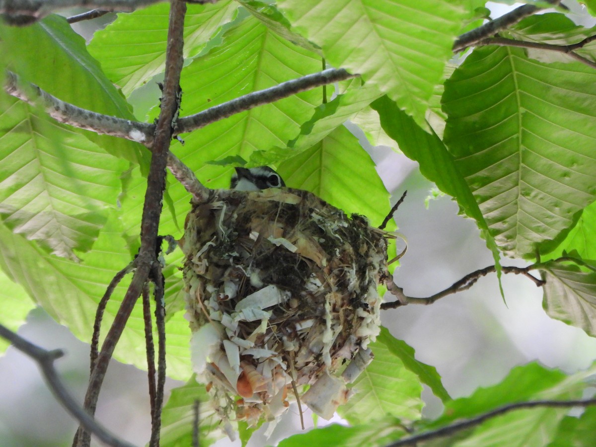 Blue-headed Vireo - Amy Meehan McLaughlin