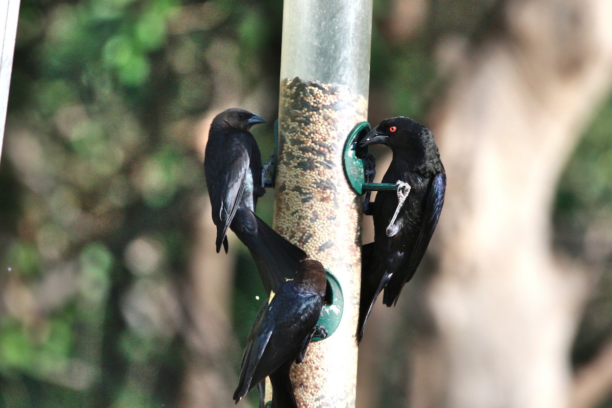 Bronzed Cowbird - Jesse Pline