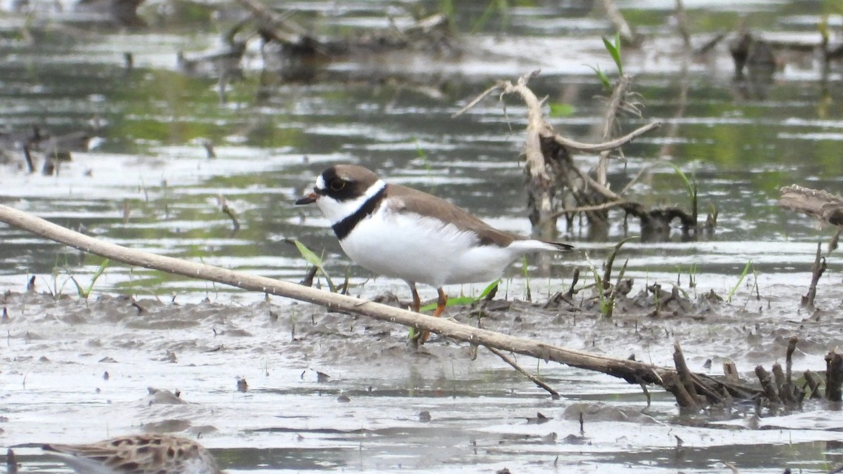 Semipalmated Plover - Dan J. MacNeal