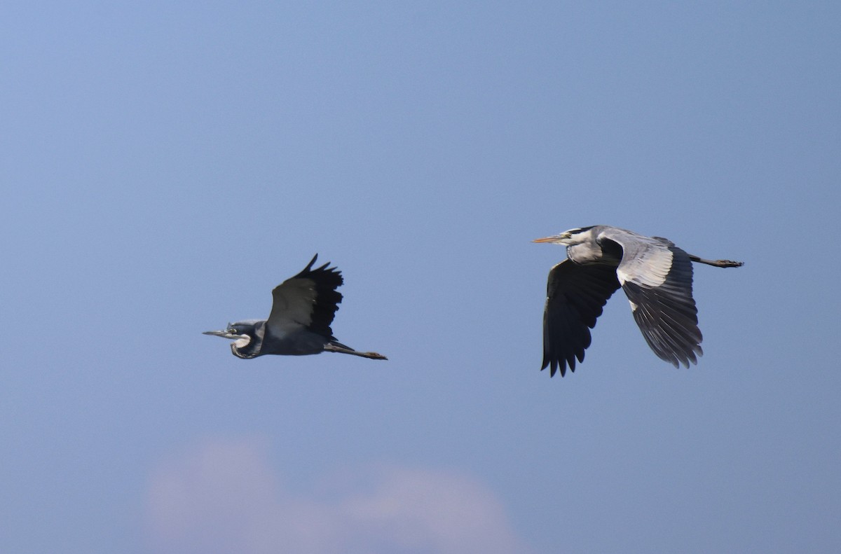 Gray Heron - Frank Willems - Birding Zambia