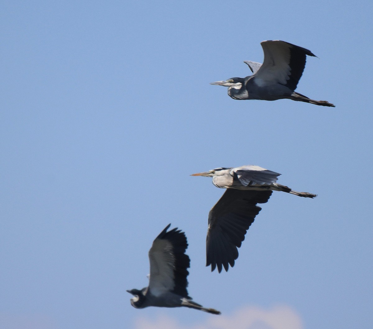 Gray Heron - Frank Willems - Birding Zambia