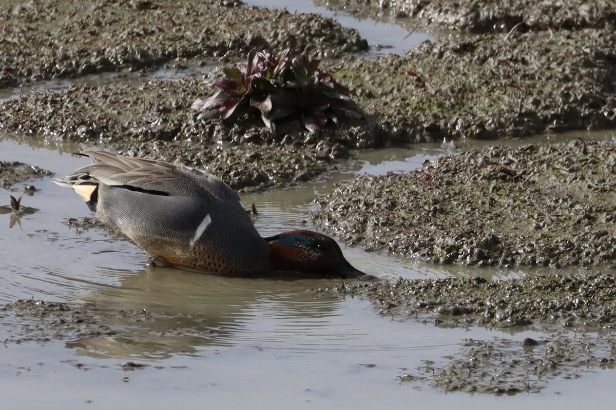 Green-winged Teal - Sarah von Innerebner