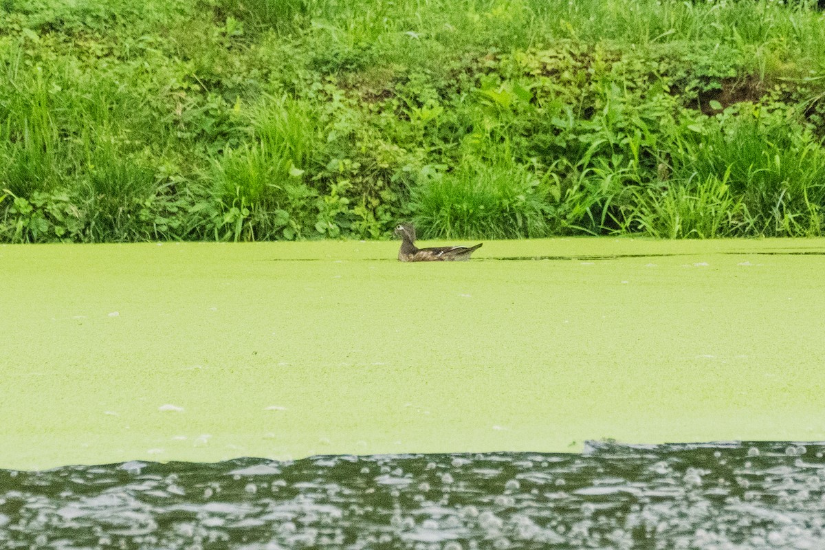 Wood Duck - John Mann