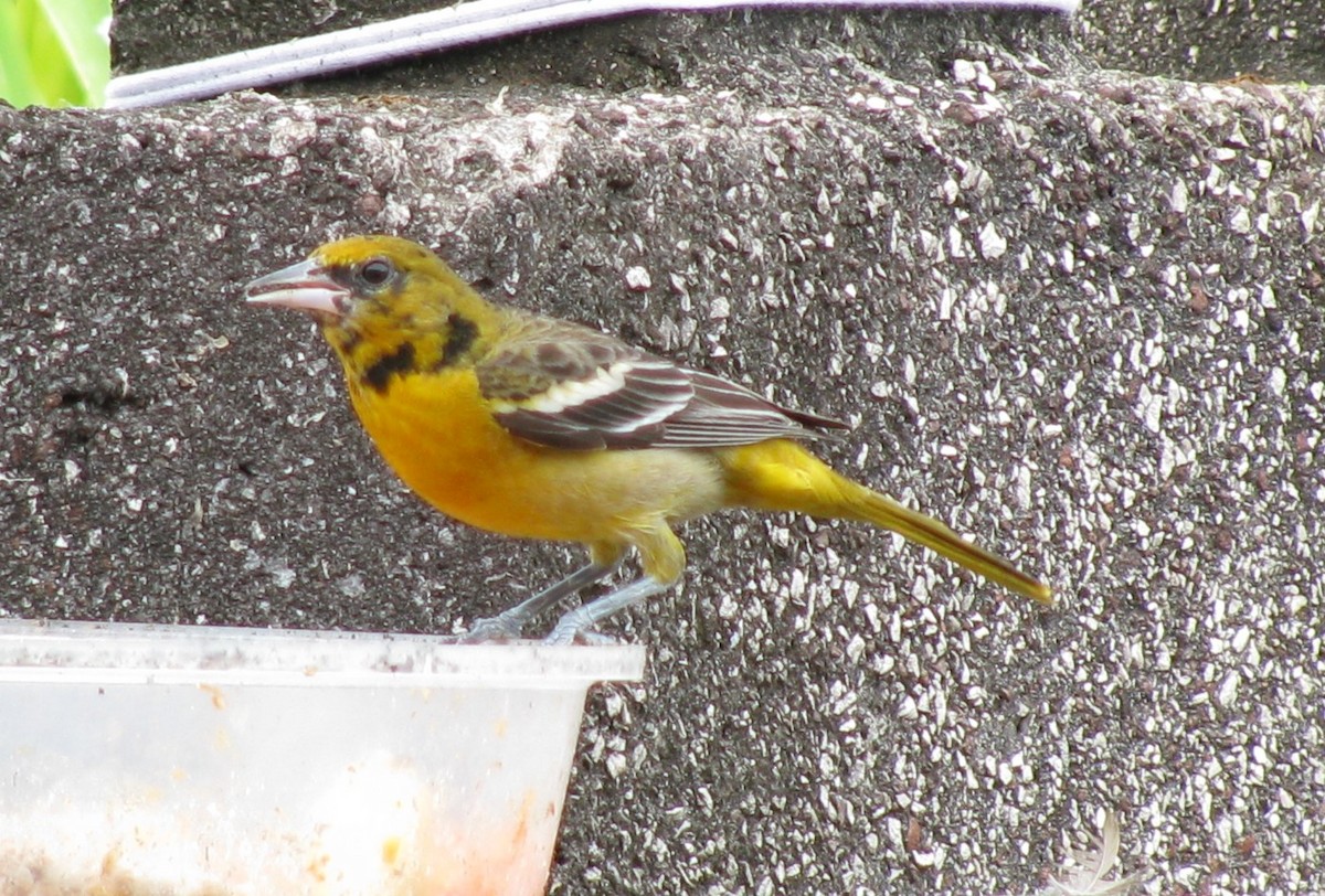 Baltimore Oriole - Alexander "Sasha" Keyel