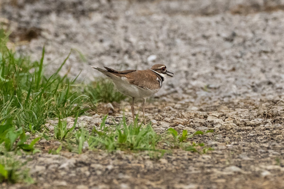 Killdeer - John Mann