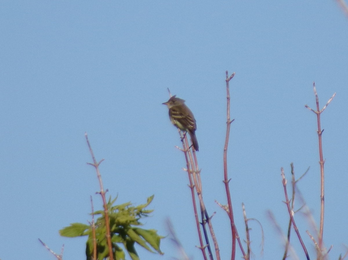 Willow Flycatcher - Matthew Stephens