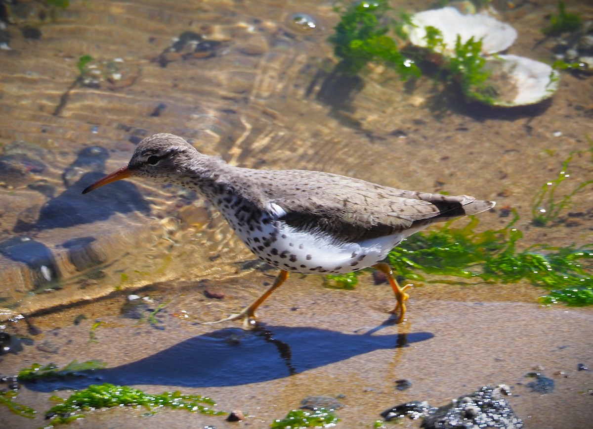 Spotted Sandpiper - Dick Cartwright