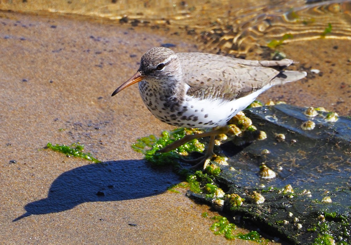 Spotted Sandpiper - Dick Cartwright