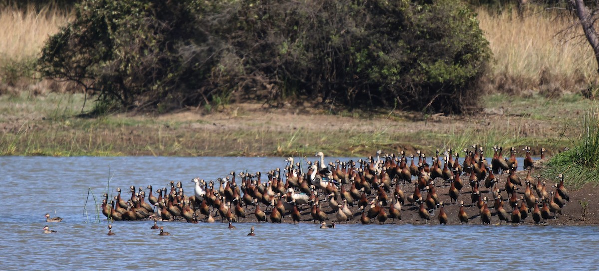 White-faced Whistling-Duck - Frank Willems - Birding Zambia