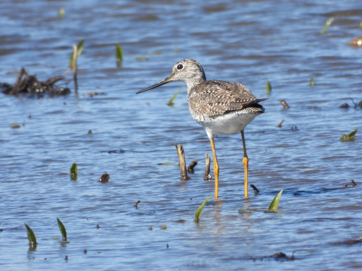 Greater Yellowlegs - Andy Noyce