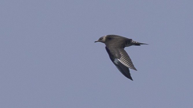 Parasitic Jaeger - ML619567350