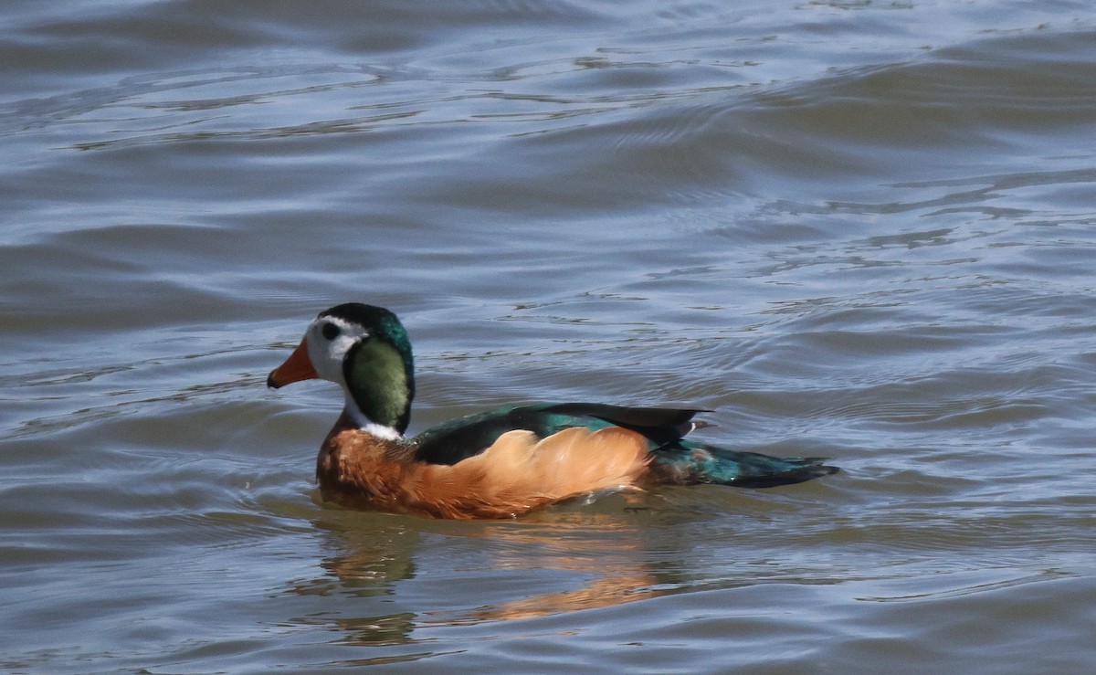 African Pygmy-Goose - ML619567352