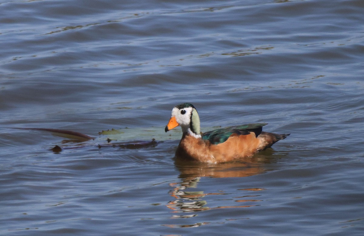 African Pygmy-Goose - ML619567353