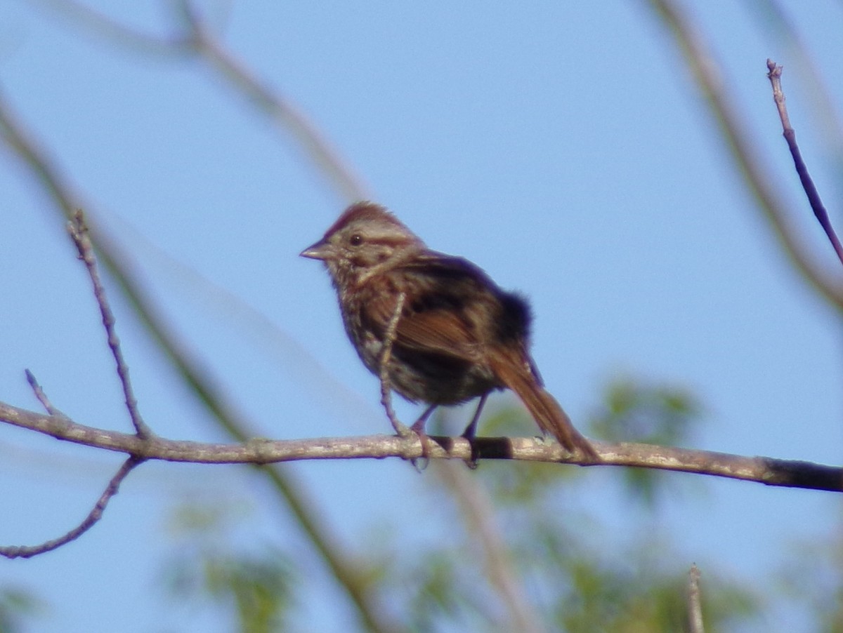 Song Sparrow - Matthew Stephens