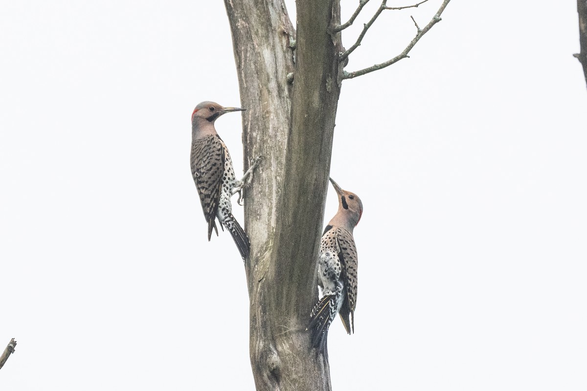 Northern Flicker - John Mann